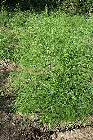 Asparagus officinalis \ Gem�se-Spargel / Garden Asparagus, Wild Asparagus, D Reilingen 22.7.2008