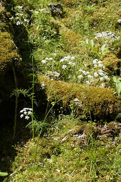 Anthriscus sylvestris subsp. stenophyllus \ Schmalzipfeliger Wiesen-Kerbel / Narrow-Leaved Cow Parsley, D Beuron 11.7.2015