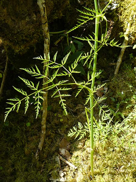 Anthriscus sylvestris subsp. stenophyllus \ Schmalzipfeliger Wiesen-Kerbel / Narrow-Leaved Cow Parsley, D Beuron 11.7.2015