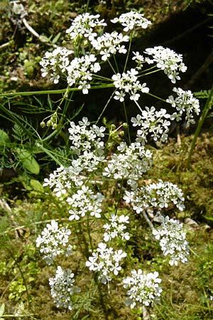 Anthriscus sylvestris subsp. stenophyllus \ Schmalzipfeliger Wiesen-Kerbel / Narrow-Leaved Cow Parsley, D Beuron 11.7.2015