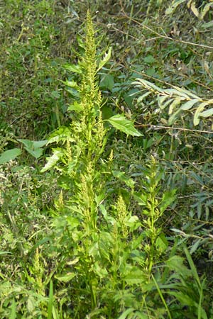 Atriplex sagittata \ Glanz-Melde / Glossy-Leaved Orache, D R&ouml;merberg 6.10.2022
