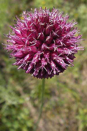 Allium sphaerocephalon \ Kugel-Lauch / Round-Headed Leek, D Mainz 30.6.2012