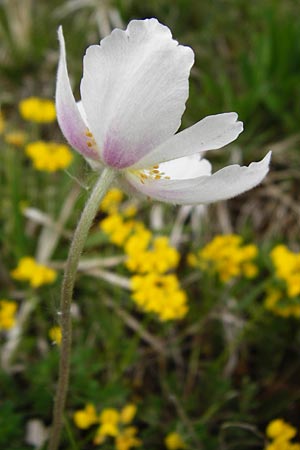 Anemone sylvestris \ Wald-Anemone / Snowdrop Anemone, D Bastheim-Wechterswinkel 9.5.2015