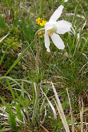 Anemone sylvestris \ Wald-Anemone / Snowdrop Anemone, D Bastheim-Wechterswinkel 9.5.2015