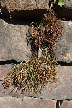 Asplenium septentrionale \ Nordischer Streifenfarn / Forked Spleenwort, D Ettlingen 3.10.2015