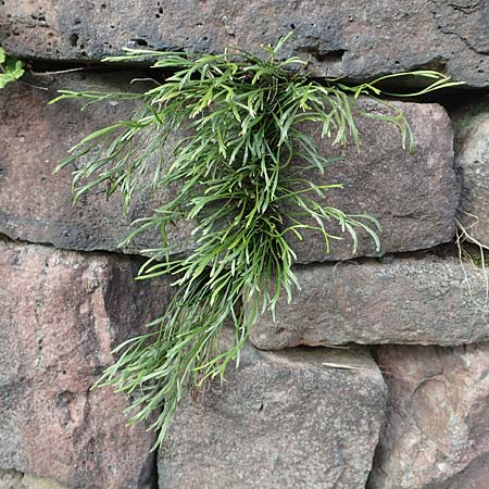 Asplenium septentrionale \ Nordischer Streifenfarn / Forked Spleenwort, D Ettlingen 26.6.2016