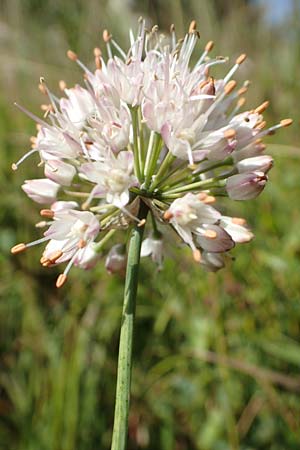 Allium suaveolens \ Wohlriechender Lauch / Fragrant Leek, D Radolfzell 6.9.2016