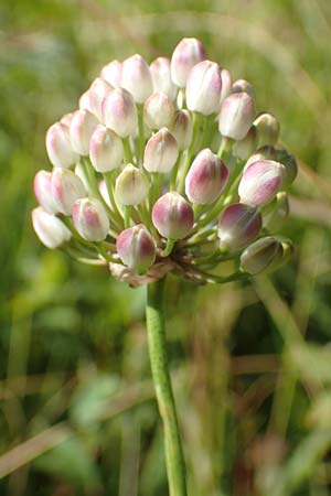 Allium suaveolens \ Wohlriechender Lauch / Fragrant Leek, D Radolfzell 6.9.2016
