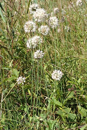 Allium suaveolens \ Wohlriechender Lauch / Fragrant Leek, D Radolfzell 6.9.2016