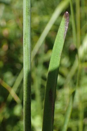 Allium suaveolens \ Wohlriechender Lauch / Fragrant Leek, D Radolfzell 6.9.2016