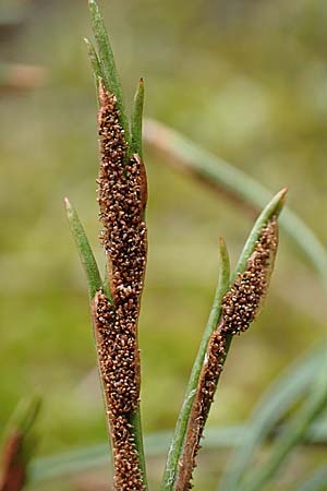 Asplenium septentrionale \ Nordischer Streifenfarn / Forked Spleenwort, D Heidelberg 22.9.2017