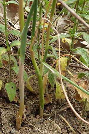 Allium sphaerocephalon \ Kugel-Lauch / Round-Headed Leek, D Kaiserstuhl,  Badberg 25.6.2018