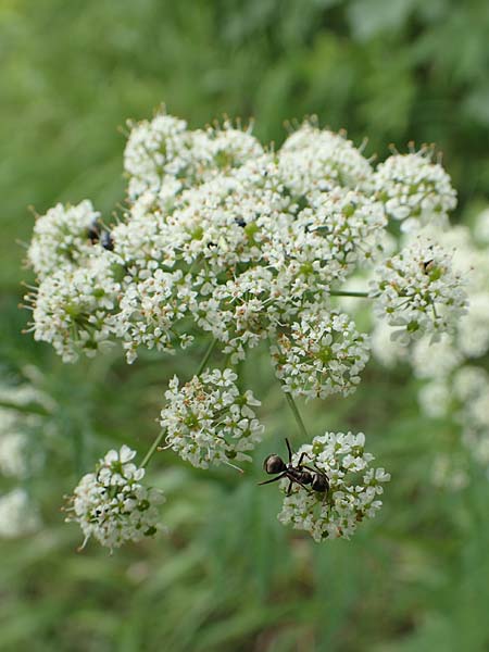 Anthriscus sylvestris \ Wiesen-Kerbel / Cow Parsley, D Fridingen 26.6.2018
