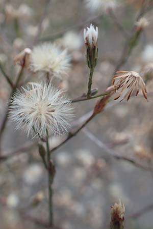 Symphyotrichum subulatum \ Schuppige Aster, Einj&auml;hrige Salz-Aster / Annual Saltmarsh Aster, Baby's Breath Aster, D Mannheim 2.9.2018