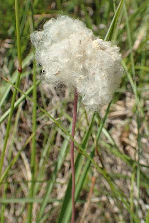 Anemone sylvestris \ Wald-Anemone / Snowdrop Anemone, D Zeutern 27.5.2020