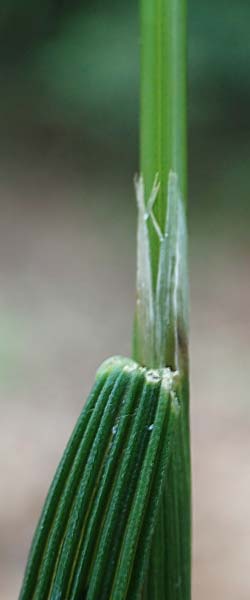 Agrostis stolonifera \ Wei�es Strau�gras / Creeping Bentgrass, D Hunsr&uuml;ck, B&ouml;rfink 18.7.2020