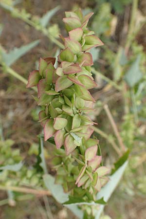 Atriplex sagittata \ Glanz-Melde / Glossy-Leaved Orache, D Sachsen-Anhalt, S&uuml;lzetal-S&uuml;lldorf 27.9.2020