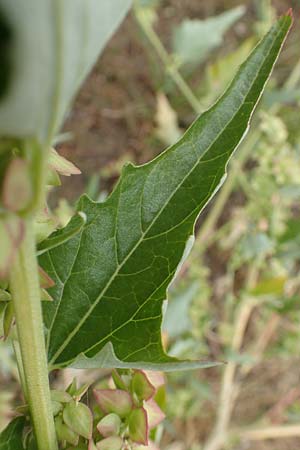Atriplex sagittata \ Glanz-Melde / Glossy-Leaved Orache, D Sachsen-Anhalt, S&uuml;lzetal-S&uuml;lldorf 27.9.2020