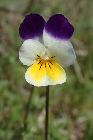 Viola arvensis \ Acker-Stiefm�tterchen / Field Pansy, D Wagh&auml;usel-Wiesental 12.4.2021