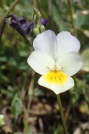 Viola arvensis \ Acker-Stiefm�tterchen / Field Pansy, D Wagh&auml;usel-Wiesental 12.4.2021