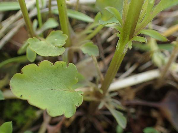Viola arvensis \ Acker-Stiefm�tterchen / Field Pansy, D Wagh&auml;usel-Wiesental 12.4.2021