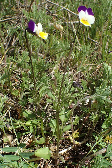 Viola arvensis \ Acker-Stiefm�tterchen / Field Pansy, D Wagh&auml;usel-Wiesental 12.4.2021