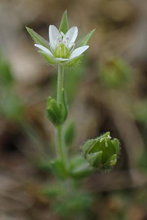 Arenaria serpyllifolia, Thyme-Leaved Sandwort