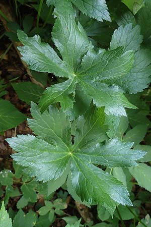 Astrantia major \ Gro�e Sterndolde / Great Masterwort, D Berching-Holnstein 23.7.2021