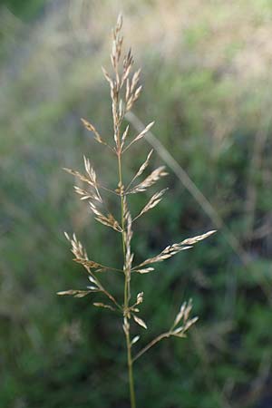 Agrostis stolonifera \ Wei�es Strau�gras / Creeping Bentgrass, D M&ouml;rfelden-Walldorf 14.8.2021