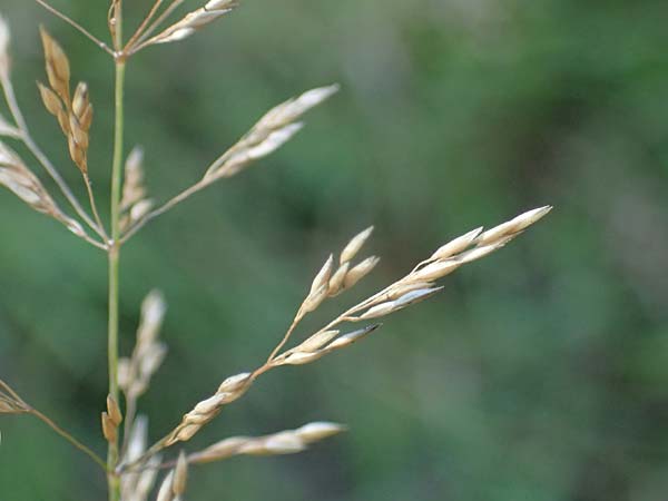Agrostis stolonifera \ Wei�es Strau�gras / Creeping Bentgrass, D M&ouml;rfelden-Walldorf 14.8.2021