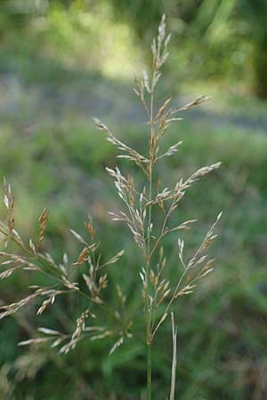 Agrostis stolonifera \ Wei�es Strau�gras / Creeping Bentgrass, D M&ouml;rfelden-Walldorf 14.8.2021