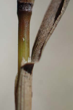 Agrostis stolonifera \ Wei�es Strau�gras / Creeping Bentgrass, D M&ouml;rfelden-Walldorf 14.8.2021