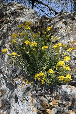 Aurinia saxatilis subsp. saxatilis \ Felsen-Steinkraut / Basket of Gold, Goldentuft Alyssum, D Bockenheim 11.4.2022