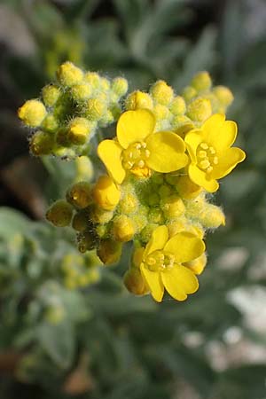 Aurinia saxatilis subsp. saxatilis \ Felsen-Steinkraut / Basket of Gold, Goldentuft Alyssum, D Bockenheim 11.4.2022