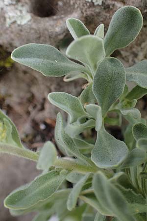 Aurinia saxatilis subsp. saxatilis \ Felsen-Steinkraut / Basket of Gold, Goldentuft Alyssum, D Bockenheim 11.4.2022