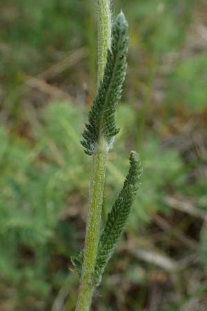 Achillea setacea, Feinbl&auml;ttrige Wiesen-Schafgarbe