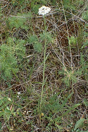 Achillea setacea \ Feinbl�ttrige Wiesen-Schafgarbe / Fine-Leaved Milfoil, D Th&uuml;ringen, Erfurt 6.6.2022
