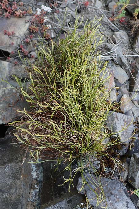 Asplenium septentrionale \ Nordischer Streifenfarn / Forked Spleenwort, D Hatzenport 19.6.2022