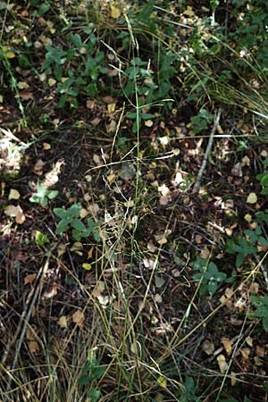 Festuca altissima \ Wald-Schwingel / Wood Fescue, D D&uuml;ren 20.8.2022