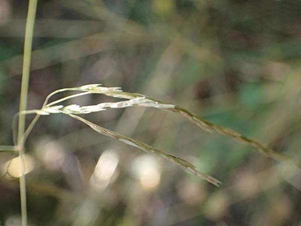 Festuca altissima \ Wald-Schwingel / Wood Fescue, D D&uuml;ren 20.8.2022