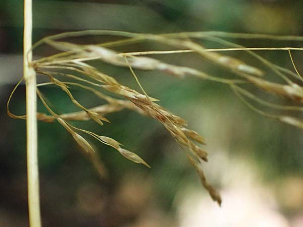 Festuca altissima \ Wald-Schwingel / Wood Fescue, D D&uuml;ren 20.8.2022