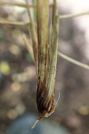 Festuca altissima \ Wald-Schwingel / Wood Fescue, D D&uuml;ren 20.8.2022