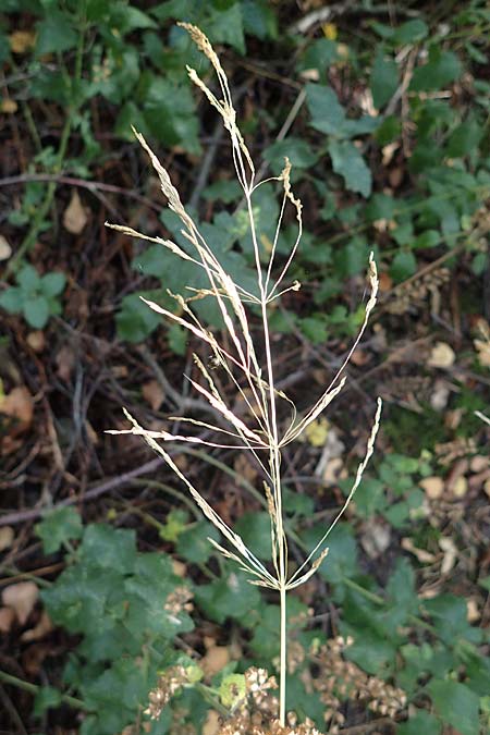 Festuca altissima \ Wald-Schwingel / Wood Fescue, D D&uuml;ren 20.8.2022