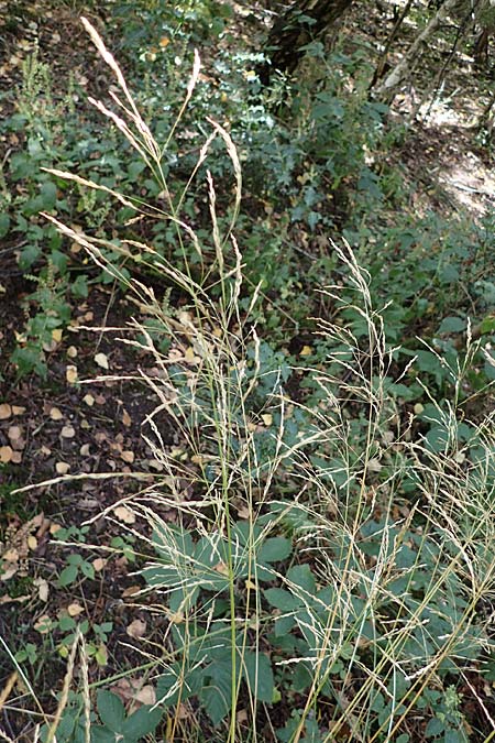 Festuca altissima \ Wald-Schwingel / Wood Fescue, D D&uuml;ren 20.8.2022