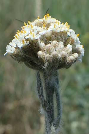 Achillea setacea \ Feinbl�ttrige Wiesen-Schafgarbe / Fine-Leaved Milfoil, D Th&uuml;ringen, Hemleben 12.6.2023