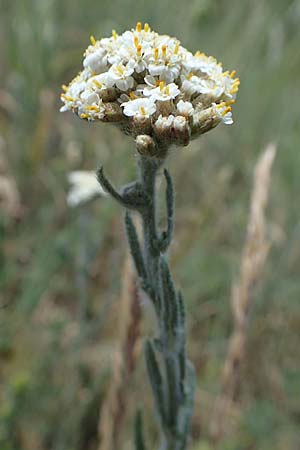 Achillea setacea \ Feinbl�ttrige Wiesen-Schafgarbe / Fine-Leaved Milfoil, D Th&uuml;ringen, Hemleben 12.6.2023
