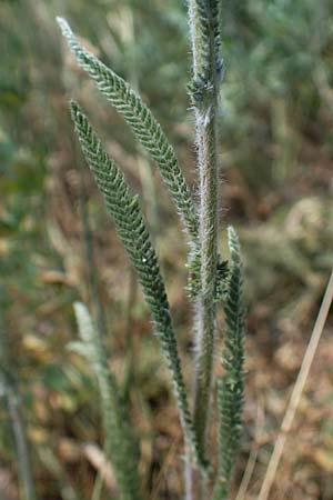 Achillea setacea \ Feinbl�ttrige Wiesen-Schafgarbe / Fine-Leaved Milfoil, D Th&uuml;ringen, Hemleben 12.6.2023