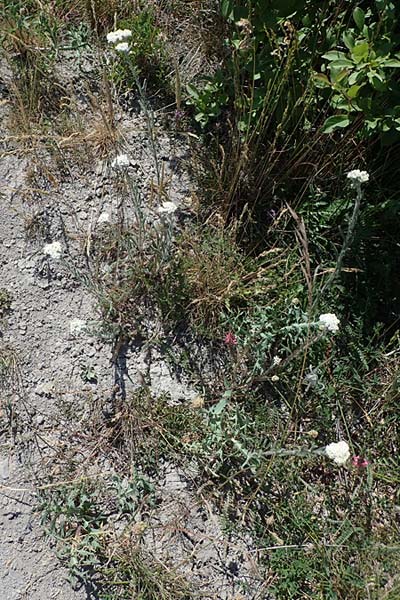 Achillea setacea \ Feinbl�ttrige Wiesen-Schafgarbe / Fine-Leaved Milfoil, D Th&uuml;ringen, Hemleben 12.6.2023