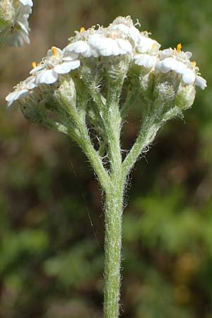 Achillea setacea \ Feinbl�ttrige Wiesen-Schafgarbe / Fine-Leaved Milfoil, D Th&uuml;ringen, K&ouml;lleda 15.6.2023