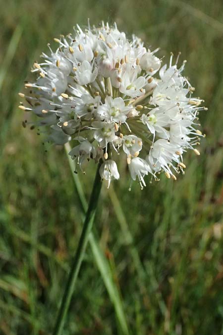 Allium suaveolens \ Wohlriechender Lauch / Fragrant Leek, D Uffing 14.8.2024